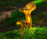 独立站运营:最近购买弹窗